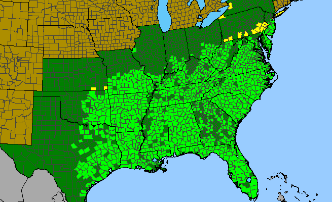 The range of Hypericum hypericoides